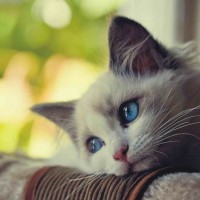 Người chơi Liễu Thùy My tại VN88